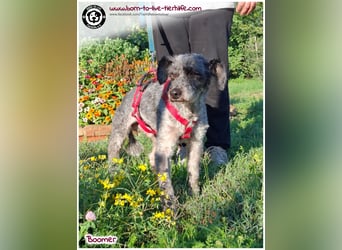 Boomer sucht ein Zuhause für immer