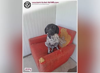 Handicap Fellnasse Lenny sucht ein Zuhause für immer