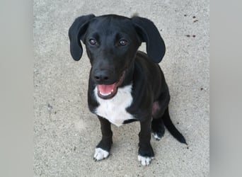 Welpenjunge Charlie sucht ein Zuhause