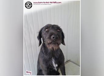 Bildhübsche Amy sucht ein Zuhause