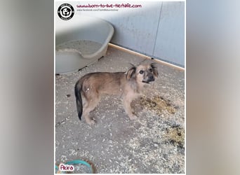 Kleine Akira auf der Suche nach ein Zuhause