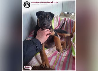 FANNY auf der Suche nach ihren Menschen