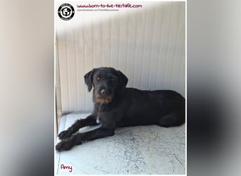 Bildhübsche Amy sucht ein Zuhause