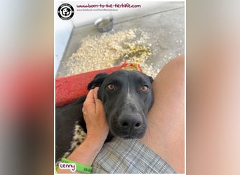 Handicap Fellnasse Lenny sucht ein Zuhause für immer