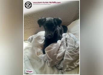 Kleiner Seppi sucht ein Körbchen