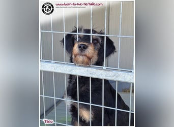 Einfühlsame Menschen gesucht für unseren süßen Taro