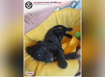 Kleiner Seppi sucht ein Körbchen
