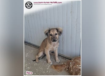 Kleine Akira auf der Suche nach ein Zuhause