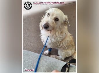 Bildhübsche Carenza sucht ein Zuhause