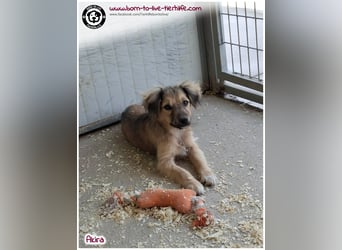 Kleine Akira auf der Suche nach ein Zuhause