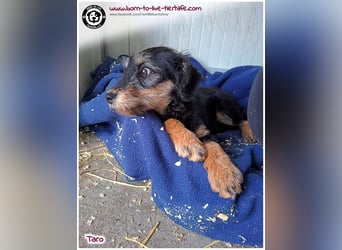 Einfühlsame Menschen gesucht für unseren süßen Taro