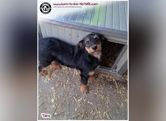 Einfühlsame Menschen gesucht für unseren süßen Taro