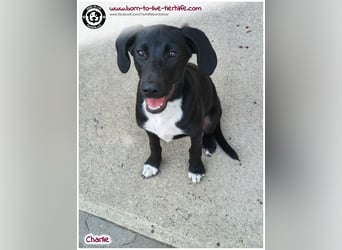 Welpenjunge Charlie sucht ein Zuhause