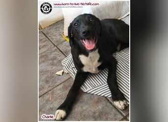 Welpenjunge Charlie sucht ein Zuhause