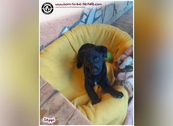 Kleiner Seppi sucht ein Körbchen
