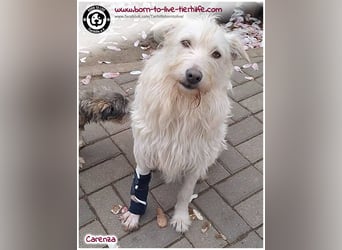 Bildhübsche Carenza sucht ein Zuhause