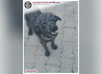 Süße Kassandra auf der Suche nach einem liebevollen Zuhause
