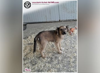 Kleine Akira auf der Suche nach ein Zuhause