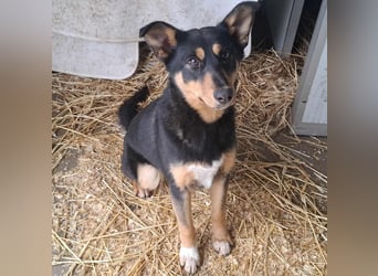 Welpen- Mädchen Kira sucht ein Körbchen