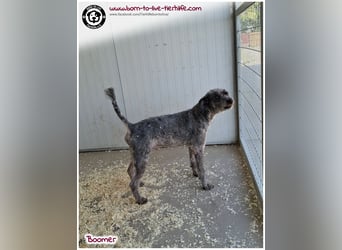 Boomer sucht ein Zuhause für immer