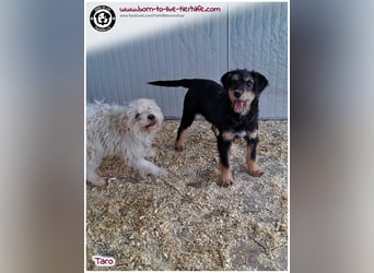 Einfühlsame Menschen gesucht für unseren süßen Taro