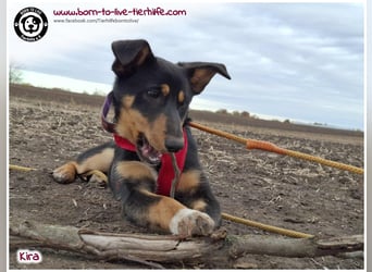 Welpen- Mädchen Kira sucht ein Körbchen