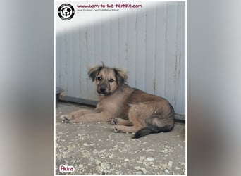Kleine Akira auf der Suche nach ein Zuhause