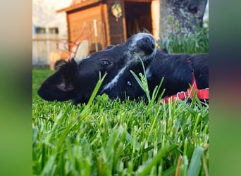 Mathy - ein Familienhund