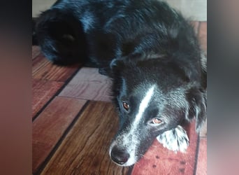 Mathy - ein Familienhund