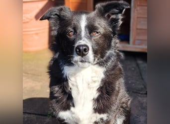 Mathy - ein Familienhund