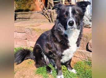 Mathy - ein Familienhund