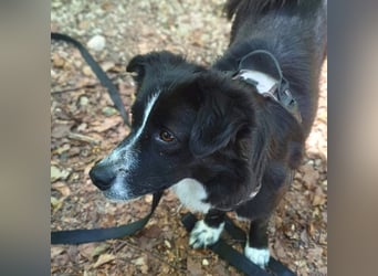 Mathy - ein Familienhund