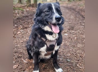 Mathy - ein Familienhund