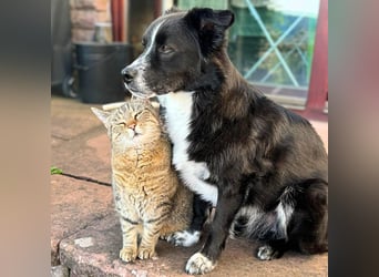 Mathy - ein Familienhund