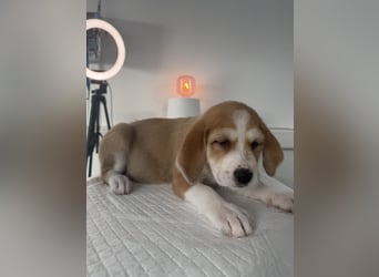 Im Westerwald zu besuchen: Zehn kleine Leben suchen ihr Für-immer-Zuhause