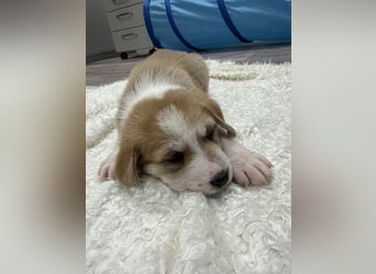 Im Westerwald zu besuchen: Zehn kleine Leben suchen ihr Für-immer-Zuhause