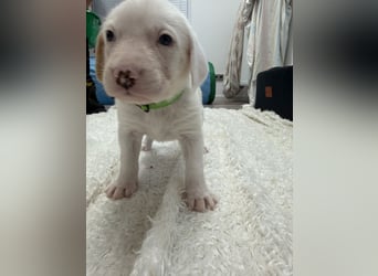 Im Westerwald zu besuchen: Zehn kleine Leben suchen ihr Für-immer-Zuhause