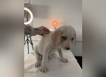 Im Westerwald zu besuchen: Zehn kleine Leben suchen ihr Für-immer-Zuhause