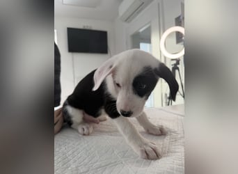 Im Westerwald zu besuchen: Zehn kleine Leben suchen ihr Für-immer-Zuhause