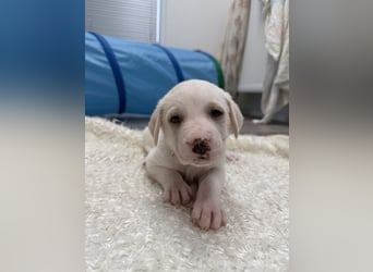 Im Westerwald zu besuchen: Zehn kleine Leben suchen ihr Für-immer-Zuhause