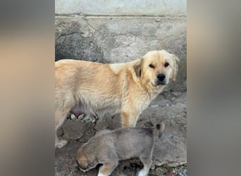 Liebenswerte ruhige Mabel sucht entspanntes Zuhause