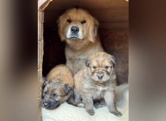 Liebenswerte ruhige Mabel sucht entspanntes Zuhause