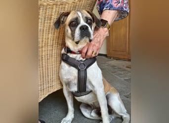 Linos sucht ein Zuhause