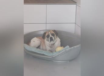 Linos sucht ein Zuhause