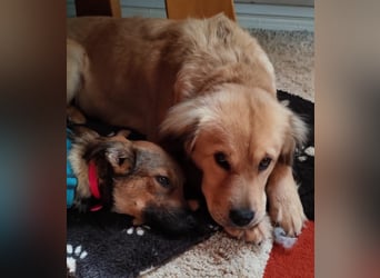 Liebenswerte ruhige Mabel sucht entspanntes Zuhause