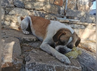 Linos sucht ein Zuhause