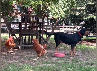 Hedda sucht ein Zuhause
