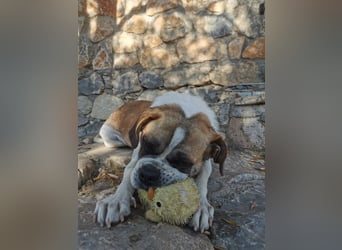 Linos sucht ein Zuhause