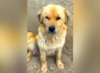 Liebenswerte ruhige Mabel sucht entspanntes Zuhause