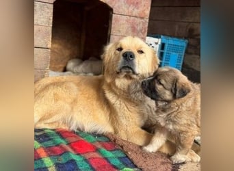 Liebenswerte ruhige Mabel sucht entspanntes Zuhause